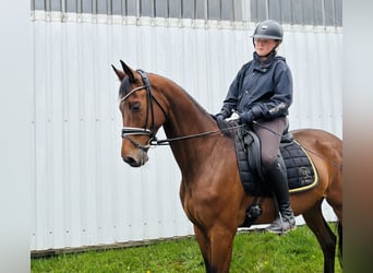 Trakehner, Wallach, 9 Jahre, 168 cm, Brauner
