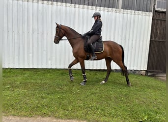 Trakehner, Wallach, 9 Jahre, 168 cm, Brauner