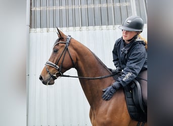 Trakehner, Wallach, 9 Jahre, 168 cm, Brauner