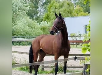 Trakehner, Wallach, 9 Jahre, 168 cm, Brauner