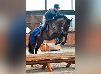 Trakehner, Wallach, 9 Jahre, 168 cm, Dunkelbrauner