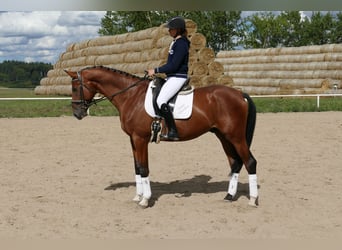 Trakehner, Wallach, 9 Jahre, 169 cm, Brauner