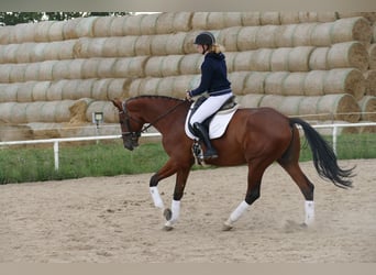 Trakehner, Wallach, 9 Jahre, 169 cm, Brauner