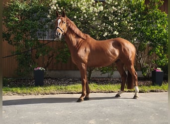 Trakehner, Wallach, 9 Jahre, 170 cm, Fuchs