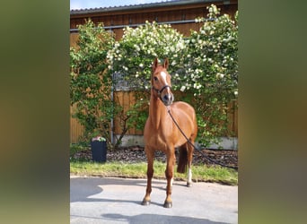 Trakehner, Wallach, 9 Jahre, 170 cm, Fuchs