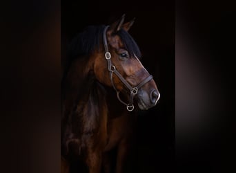 Trakehner, Wallach, 9 Jahre, 171 cm, Dunkelbrauner