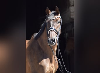 Trakehner, Wallach, 9 Jahre, 173 cm, Dunkelbrauner
