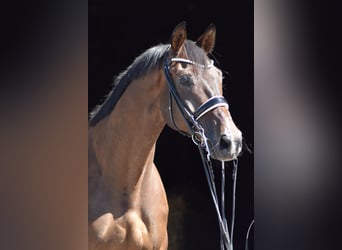 Trakehner, Wallach, 9 Jahre, 173 cm, Dunkelbrauner