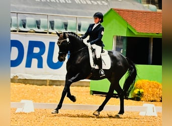 Trakehner, Wallach, 9 Jahre, 174 cm, Brauner