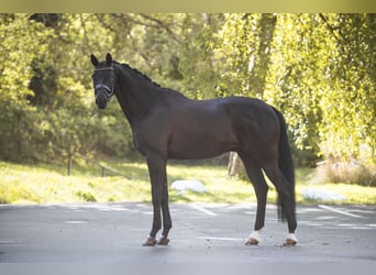 Trakehner, Wallach, 9 Jahre, 175 cm, Rappe