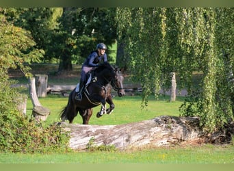 Trakehner, Wallach, 9 Jahre, 177 cm, Dunkelbrauner