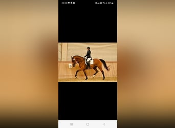 Trakehner, Yegua, 10 años, 164 cm, Castaño