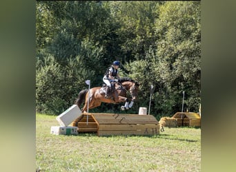 Trakehner, Yegua, 10 años, 164 cm, Castaño