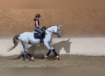 Trakehner, Yegua, 10 años, 166 cm, Tordo picazo