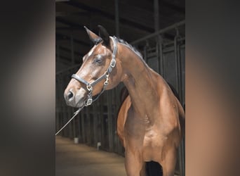 Trakehner, Yegua, 10 años, 167 cm, Castaño oscuro
