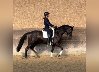 Trakehner, Yegua, 10 años, 167 cm, Negro