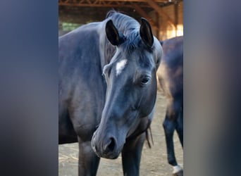 Trakehner, Yegua, 10 años, 169 cm, Negro