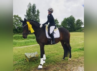 Trakehner, Yegua, 10 años, 172 cm, Castaño oscuro