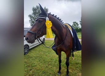 Trakehner, Yegua, 10 años, 172 cm, Castaño oscuro