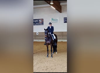 Trakehner, Yegua, 10 años, 172 cm, Castaño oscuro