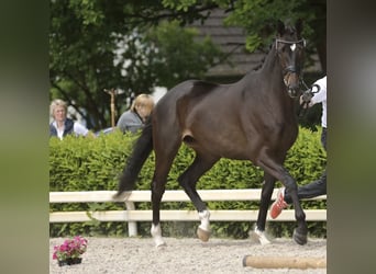Trakehner, Yegua, 10 años, 172 cm, Morcillo