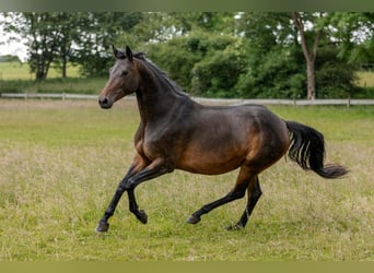 Trakehner, Yegua, 10 años, Castaño