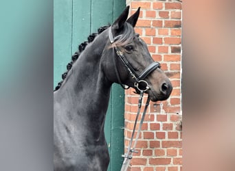 Trakehner, Yegua, 11 años, 160 cm, Castaño oscuro