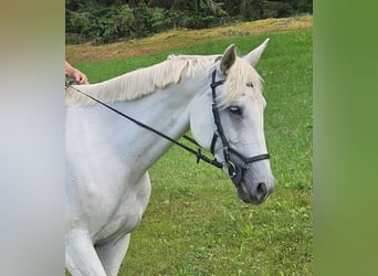 Trakehner, Yegua, 11 años, 162 cm, Tordo