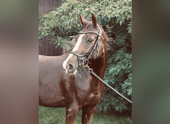 Trakehner Mestizo, Yegua, 11 años, 170 cm, Alazán