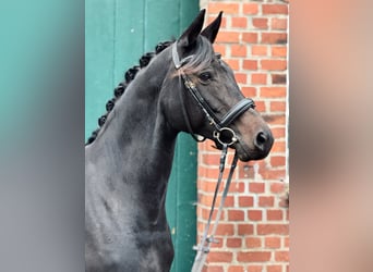 Trakehner, Yegua, 12 años, 160 cm, Castaño oscuro