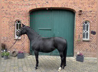 Trakehner, Yegua, 12 años, 160 cm, Castaño oscuro