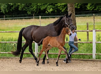 Trakehner, Yegua, 12 años, 170 cm, Negro