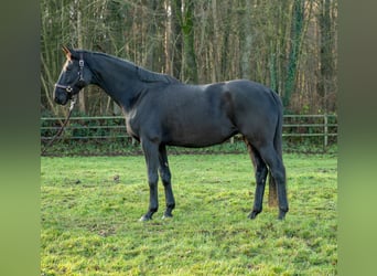 Trakehner, Yegua, 12 años, 170 cm, Negro