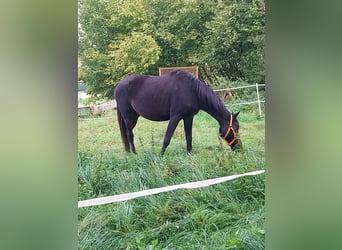 Trakehner, Yegua, 13 años, 160 cm, Castaño oscuro