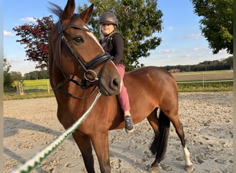 Trakehner, Yegua, 13 años, 163 cm, Castaño