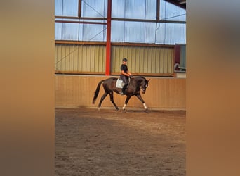Trakehner, Yegua, 13 años, 163 cm, Castaño oscuro