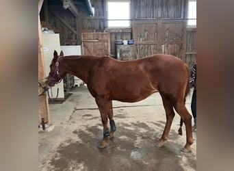 Trakehner Mestizo, Yegua, 14 años, 155 cm, Alazán-tostado