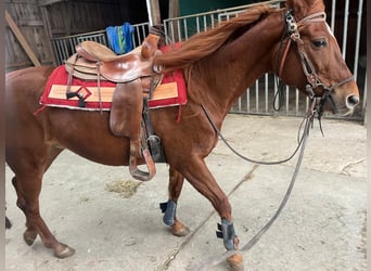 Trakehner Mestizo, Yegua, 14 años, 158 cm, Alazán-tostado