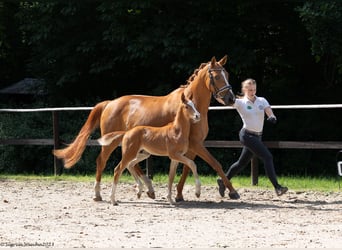 Trakehner, Yegua, 14 años, 164 cm, Alazán