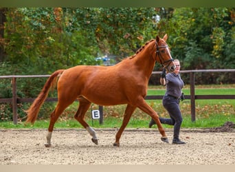 Trakehner, Yegua, 14 años, 164 cm, Alazán