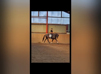 Trakehner, Yegua, 14 años, 164 cm, Castaño