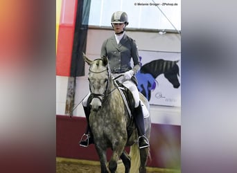 Trakehner, Yegua, 14 años, 164 cm, Tordo