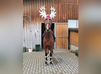 Trakehner, Yegua, 14 años, 168 cm, Castaño