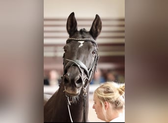 Trakehner, Yegua, 14 años, 170 cm, Negro