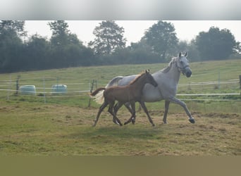 Trakehner, Yegua, 14 años, Tordo