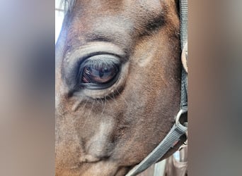 Trakehner, Yegua, 15 años, 163 cm, Castaño