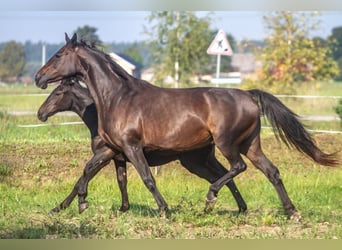 Trakehner, Yegua, 15 años, 163 cm, Castaño oscuro