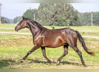Trakehner, Yegua, 15 años, 163 cm, Castaño oscuro