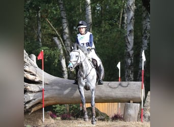 Trakehner, Yegua, 15 años, 164 cm, Tordo picazo