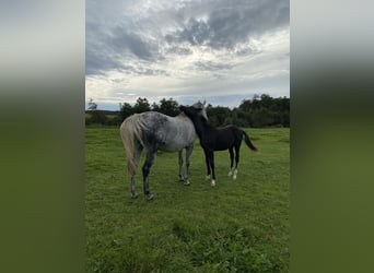 Trakehner, Yegua, 15 años, 164 cm, Tordo picazo
